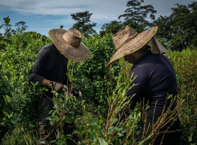 Agricultores cosechando hoja de coca en los Andes